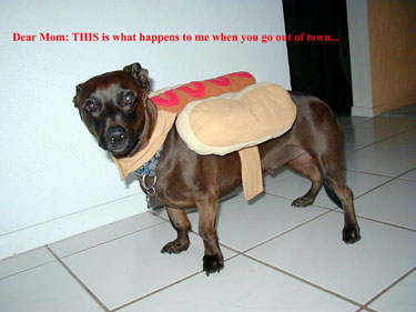 Benny in Halloween Costume