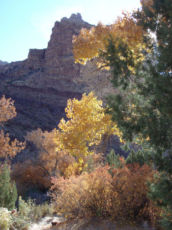 Foilage Multi-Colors